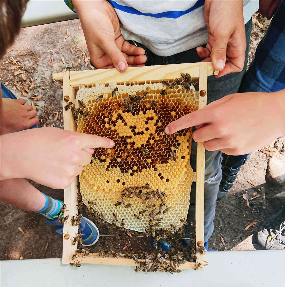 Waben mit Bienen und Honig
